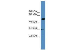 WB Suggested Anti-GAL3ST3 Antibody Titration:  0. (GAL3ST3 antibody  (Middle Region))