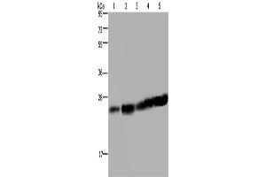 Western Blotting (WB) image for anti-MOB1, Mps One Binder Kinase Activator-Like 1B (MOBKL1B) antibody (ABIN2433399) (MOB1A antibody)