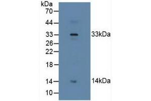 Figure. (Relaxin 2 antibody  (AA 1-185))