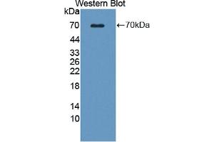 Western blot analysis of the recombinant protein. (WNT16 antibody  (AA 30-365))