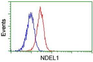Image no. 3 for anti-NudE Nuclear Distribution E Homolog (A. Nidulans)-Like 1 (NDEL1) antibody (ABIN1499855) (NDEL1 antibody)
