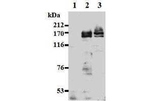 Western Blotting (WB) image for anti-Ankyrin Repeat-Containing Protein (EHMT2) (AA 621-1000), (C-Term) antibody (ABIN1449182) (EHMT2 antibody  (C-Term))