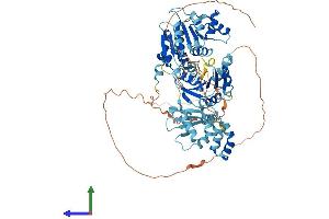 AlphaFold protein structure predicition of Mouse Recombinant Ddx50 Protein, UniprotID Q99MJ9