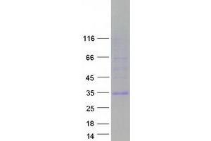 Validation with Western Blot (EGFL7 Protein (Transcript Variant 1) (Myc-DYKDDDDK Tag))