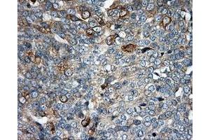 Immunohistochemistry (IHC) image for anti-Nucleotide Exchange Factor SIL1 (SIL1) antibody (ABIN1496810) (SIL1 antibody)