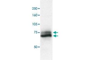 Identification of RAD18 protein in crude extract of A-549 cells by western blotting with RAD18 polyclonal antibody . (RAD18 antibody  (C-Term))