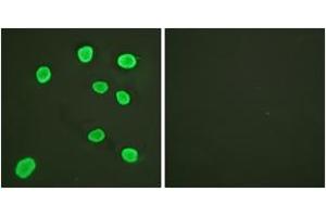 Immunofluorescence analysis of HeLa cells, using Histone H4 (Ab-5) Antibody. (Histone H4 antibody  (AA 1-50))