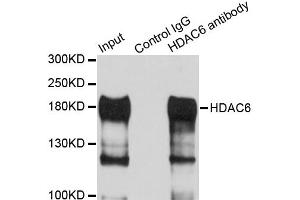 Immunoprecipitation analysis of 100ug extracts of HepG2 cells using 3ug HDAC6 antibody. (HDAC6 antibody)