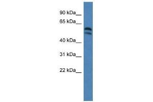 Western Blot showing Lpcat2 antibody used at a concentration of 1.
