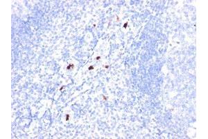 Image no. 1 for anti-Granulocyte Marker antibody (ABIN6163560) (Granulocyte Marker antibody)