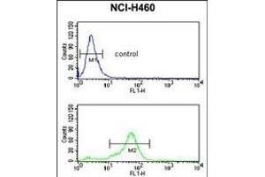 H4 Antibody ( K20 [Me2] ) (ABIN650815 and ABIN2839793) flow cytometric analysis of NCI- cells (bottom histogram) compared to a negative control cell (top histogram). (HIST1H4A antibody  (2meLys20))