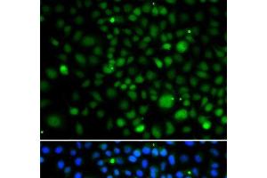 Immunofluorescence analysis of A549 cells using KLF15 Polyclonal Antibody (KLF15 antibody)