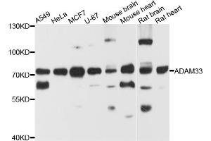 Western blot analysis of extracts of various cell lines, using ADAM33 antibody (ABIN5974541) at 1/1000 dilution. (ADAM33 antibody)