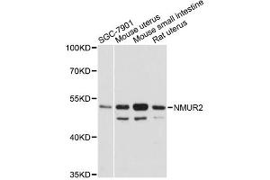 Western blot analysis of extracts of various cell lines, using NMUR2 antibody (ABIN6290677) at 1:3000 dilution. (NMUR2 antibody)