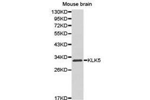 Western Blotting (WB) image for anti-Kallikrein 5 (KLK5) antibody (ABIN1873447) (Kallikrein 5 antibody)