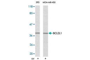 Western blot analysis of extracts from 293 and MDA-MB-435 cells using BCL2L1 polyclonal antibody . (BCL2L1 antibody)
