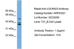 WB Suggested Anti-LDLRAD3  Antibody Titration: 0. (LDLRAD3 antibody  (Middle Region))
