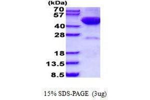 Figure annotation denotes ug of protein loaded and % gel used. (DRAK2 Protein)