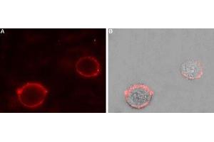Expression of Two pore calcium channel protein 2 in rat PC12 cells - Cell surface detection of Two pore calcium channel protein 2 in intact living rat pheochromocytoma (PC12) cells. (TPCN2 antibody  (2nd Lumenal Region))