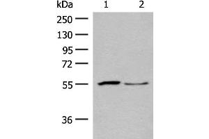 Western blot analysis of Human placenta tissue and PC3 cell lysates using SLC2A8 Polyclonal Antibody at dilution of 1:400 (SLC2A8 antibody)