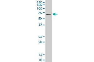 KLF11 monoclonal antibody (M03), clone 10D8 Western Blot analysis of KLF11 expression in NIH/3T3 .