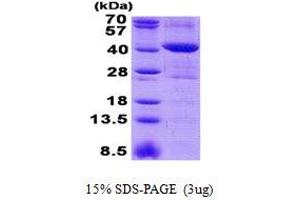 Mitochondrial rRNA Methyltransferase 1 Homolog (MRM1) (AA 21-353) protein (His tag)