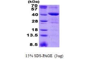 Image no. 1 for Mitochondrial rRNA Methyltransferase 1 Homolog (MRM1) protein (His tag) (ABIN1098583) (MRM1 Protein (His tag))