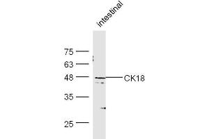 Moust intestine lysates probed with Rabbit Anti-CK18 Polyclonal Antibody, Unconjugated  at 1:500 for 90 min at 37˚C. (Cytokeratin 18 antibody  (AA 301-423))