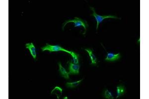 Immunofluorescence staining of U251 cells with ABIN7147776 at 1:133, counter-stained with DAPI. (CNTF antibody  (AA 4-196))