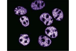 A431 (p53 antibody  (AA 195-393))