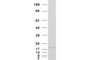 Western Blotting (WB) image for NADH Dehydrogenase (Ubiquinone) 1 alpha Subcomplex, 12 (NDUFA12) protein (Myc-DYKDDDDK Tag) (ABIN2719206)
