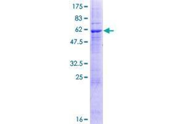 ZPBP2 Protein (AA 1-315) (GST tag)