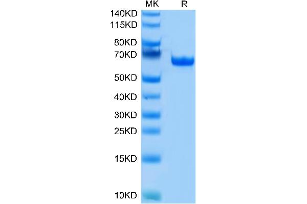 BTN1A1 Protein (AA 27-242) (Fc Tag)