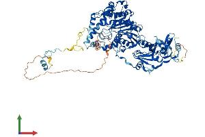 AlphaFold protein structure predicition of Mouse Recombinant Cmtr1 Protein, UniprotID Q9DBC3 (CMTR1 Protein (AA 1-837) (His tag))