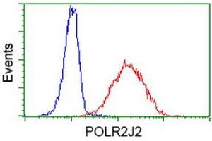 Image no. 1 for anti-Polymerase (RNA) II (DNA Directed) Polypeptide J2 (POLR2J2) antibody (ABIN1500337) (POLR2J2 antibody)