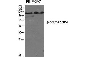 Western Blot (WB) analysis of specific cells using Phospho-Stat3 (Y705) Polyclonal Antibody. (STAT3 antibody  (pTyr705))
