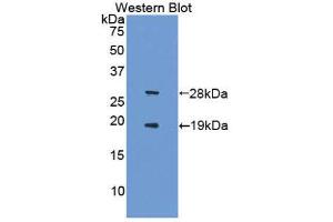 Western Blotting (WB) image for anti-Sirtuin 1 (SIRT1) (AA 244-498) antibody (ABIN1860561) (SIRT1 antibody  (AA 244-498))