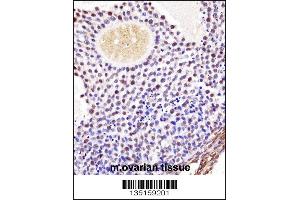 Mouse Wee2 Antibody immunohistochemistry analysis in formalin fixed and paraffin embedded mouse ovarian tissue followed by peroxidase conjugation of the secondary antibody and DAB staining. (WEE2 antibody  (AA 364-393))