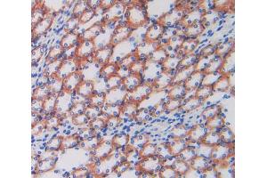 IHC-P analysis of kidney tissue, with DAB staining. (ATP1B1 antibody  (AA 53-304))