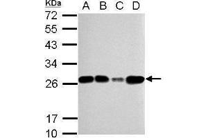 WB Image Sample (30 ug of whole cell lysate) A: 293T B: A431 C: HeLa D: HepG2 12% SDS PAGE antibody diluted at 1:5000 (TFAM antibody)
