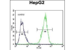 ARD Antibody (C-term) (ABIN655880 and ABIN2845281) flow cytometric analysis of HepG2 cells (right histogram) compared to a negative control cell (left histogram). (PPARD antibody  (C-Term))