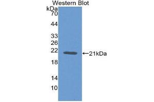 Western Blotting (WB) image for anti-Tumor Necrosis Factor alpha (TNF alpha) (AA 78-234) antibody (ABIN1860787)