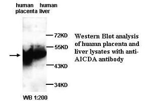 Image no. 1 for anti-Activation-Induced Cytidine Deaminase (AICDA) (N-Term) antibody (ABIN790993) (AICDA antibody  (N-Term))