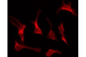ABIN6274385 staining HepG2 by IF/ICC.
