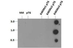 Dot Blot of Rabbit Histone H3 [Trimethyl Lys4, p Thr6] Antibody. (Histone 3 antibody  (H3K4me3, pThr6))