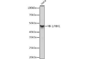 Western blot analysis of extracts of HeLa cells, using YB-1/YBX1 Rabbit mAb (ABIN7271410) at 1:1000 dilution. (YBX1 antibody)