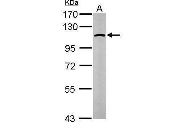 GANAB antibody  (N-Term)