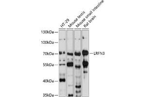 Western blot analysis of extracts of various cell lines, using LRFN3 antibody (ABIN7268215) at 1:1000 dilution. (LRFN3 antibody  (AA 380-530))