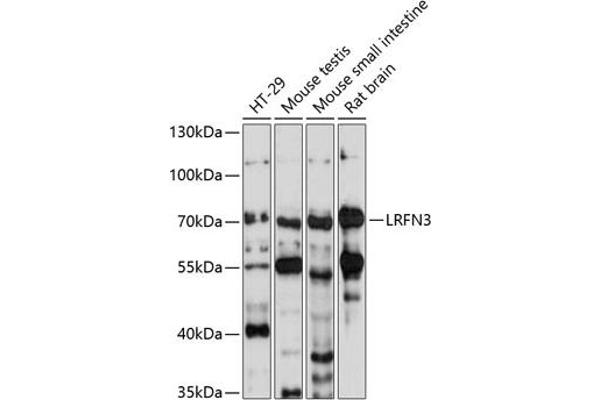 LRFN3 antibody  (AA 380-530)