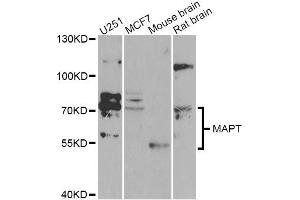 Western blot analysis of extracts of various cell lines, using MAPT Antibody (ABIN5970456) at 1/1000 dilution. (MAPT antibody)